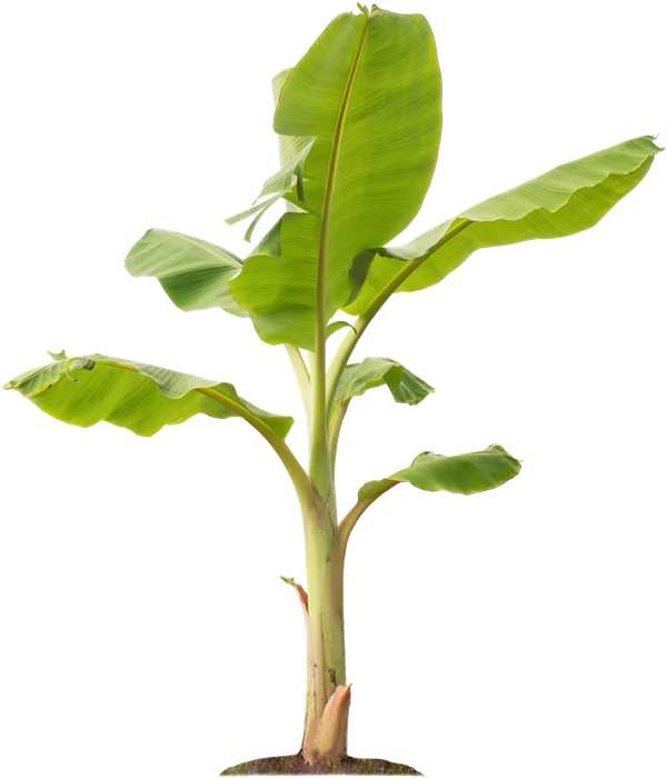 A young banana sapling