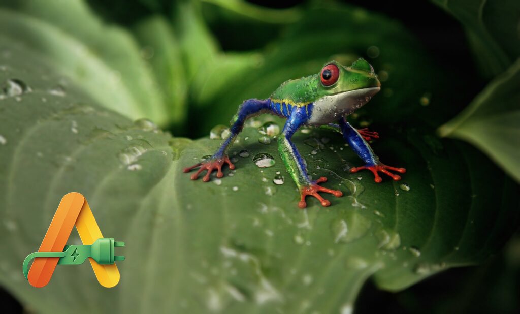 A red-eyed tree frog on a wet leaf in the Costa Rican rainforest